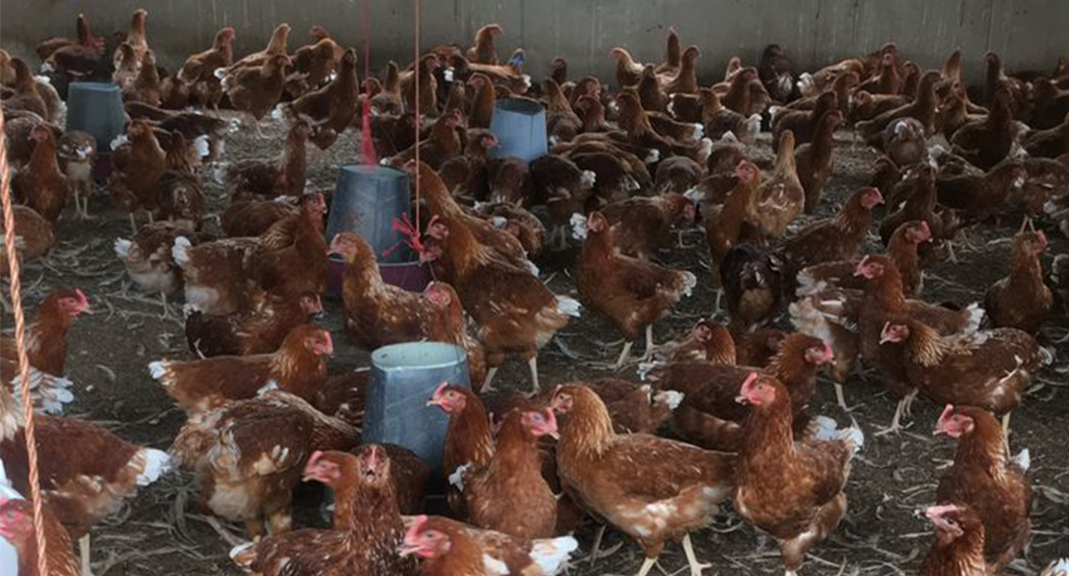 3.5 Acres Fully-Developed Poultry Farm for Sale – Antwikrom, Sunyani