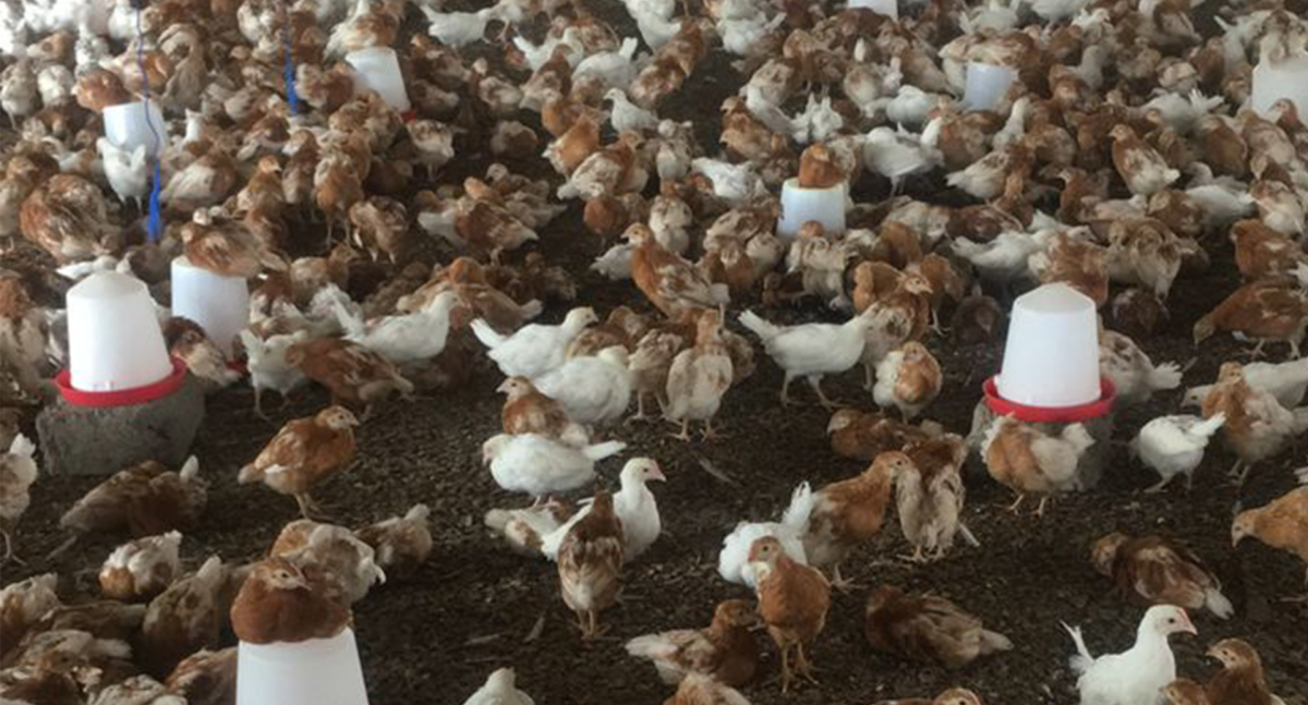 3.5 Acres Fully-Developed Poultry Farm for Sale – Antwikrom, Sunyani