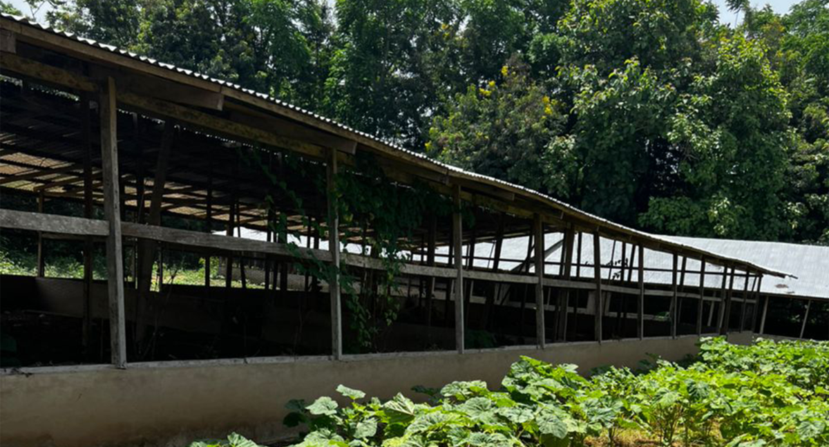 3.5 Acres Fully-Developed Poultry Farm for Sale – Antwikrom, Sunyani